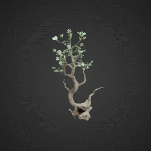Ancient Whispering Sage