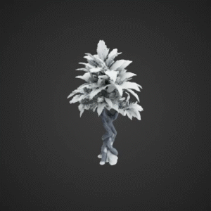 Frosted Everglade Plant
