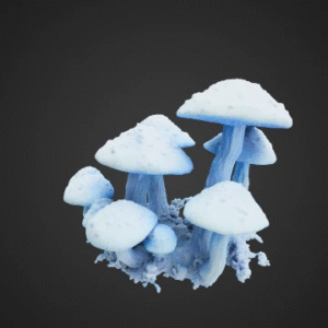 Frosted Fairy Cap Mushrooms