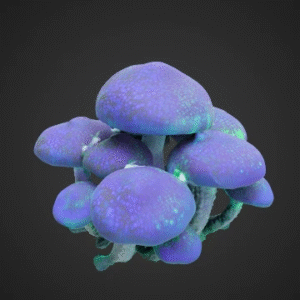 Glowing Mystic Fungus