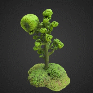 Mossy Flask Fern